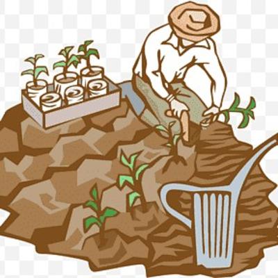 Evaluación de composta orgánica sobre el crecimiento de cultivo de maíz
