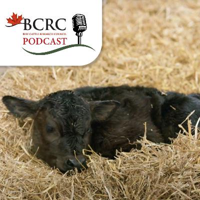 Episode 108: How to Evaluate Newborn Calves Using the Calf VIGOR Scoring System