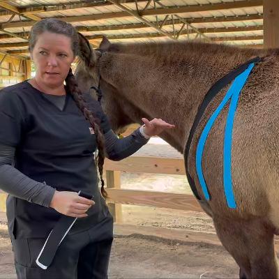 Does Kinesiology Tape Work for Horses? Does Kinesiology Tape Work for Horses?