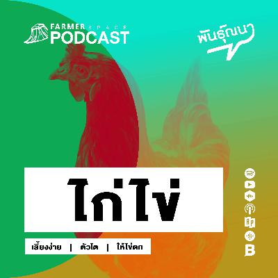 ไก่ไข่ 【พันธุ์ณนา】 ไก่ไข่ 【พันธุ์ณนา】