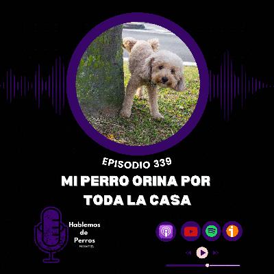 EP#339: Mi perro orina por toda la casa