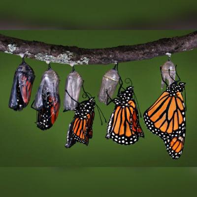 Beautiful story of cocoon and butterfly. "జీవితం ఓ యుద్ధం".Do or die. Telugu motivational talks.