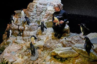 Elderly penguins live a happy life on 'geriatric island' at the New England Aquarium Elderly penguins live a happy life on 'geriatric island' at the New England Aquarium