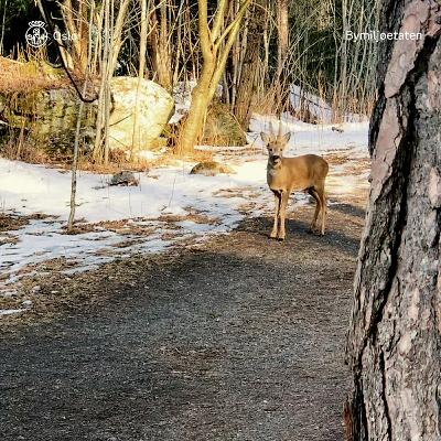 Med hjerte for Oslos ville dyr