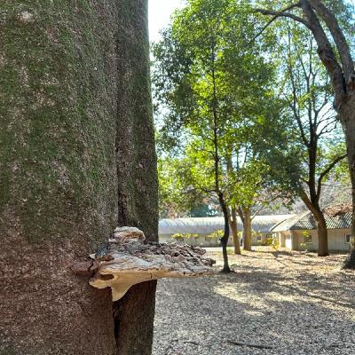 公園の朝散歩より683とりの声 公園の朝散歩より683とりの声