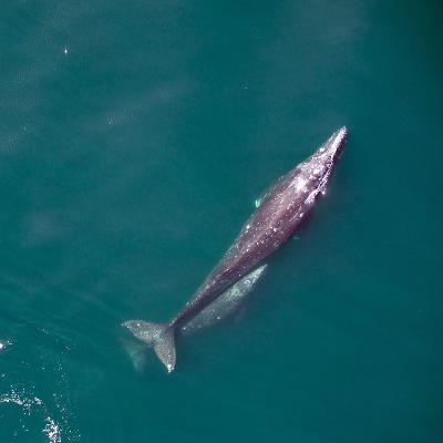 We saved gray whales from extinction. Why are so many dying again? We saved gray whales from extinction. Why are so many dying again?