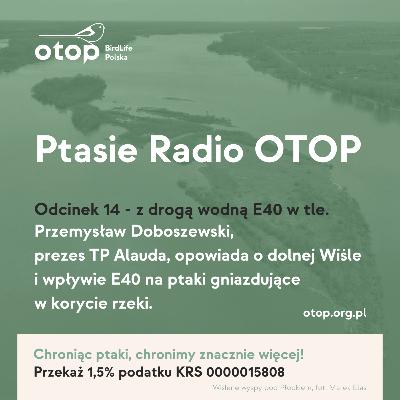 Przemysław Doboszewski opowiada o ptakach dolnej Wisły i zagrożeniach ze strony planów budowy drogi wodnej E40, stopnia wodnego w Siarzewie oraz istniejącego stopnia wodnego we Włocławku.
