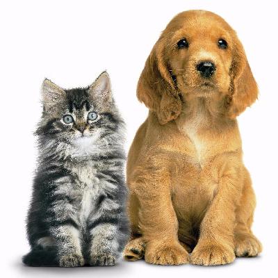 大家都有病 【英语怎么说NO.29】