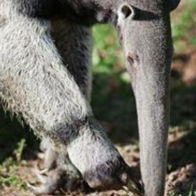 El oso hormiguero gigante.