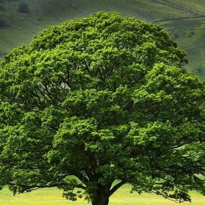 Are trees responsible for humans having fingerprints?