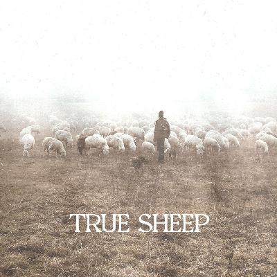 True Sheep True Sheep