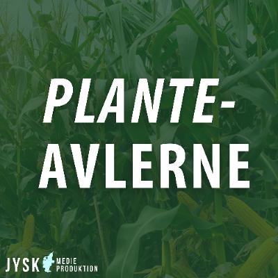 Planteavlerne 2025 - E41: Fra vintersæd til solsikke – aktuelle tendenser i marken