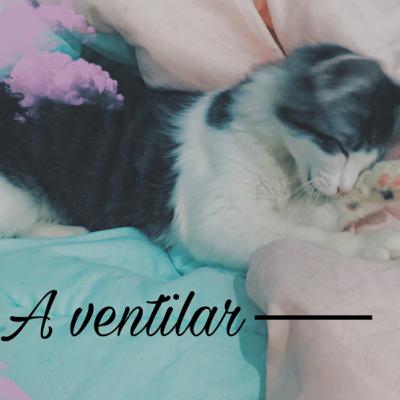 VECINOS Y GATOS