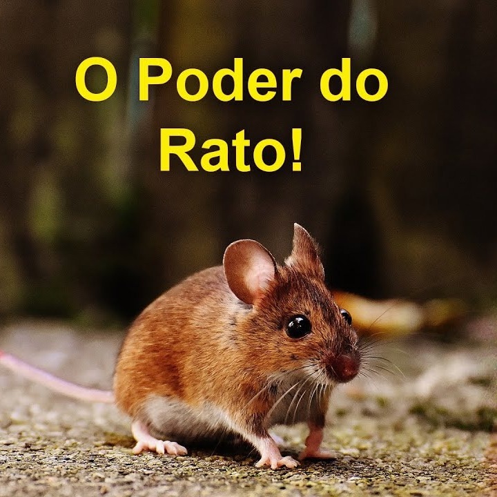 As Cartas Xamânicas, os Animais e seu Poder- O Rato