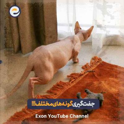 آیا گونه های مختلف حیوانات می‌توانند با هم جفت‌گیری کنند؟
