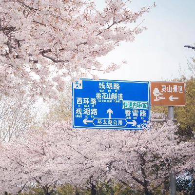 St.24 无锡樱花季：一夜之间 粉色围城