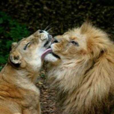 Are Safaris Good for Couples?