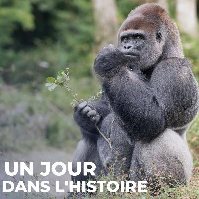 Le Gorille, si loin, si proche