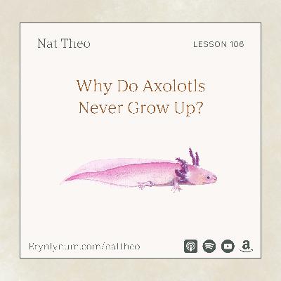 Why Do Axolotls Never Grow Up? Lesson 106