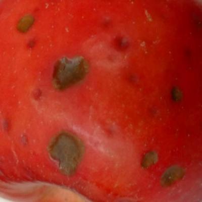 The Bitter Pit Problem The Bitter Pit Problem