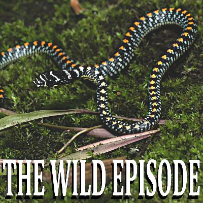 Paradise Flying Snake : Swimming in the Air