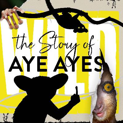Aye Ayes