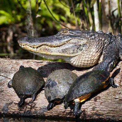 Photographing in Everglades National Park