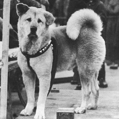 40: La historia de Hachiko, el perro que esperó a su humano por 10 años