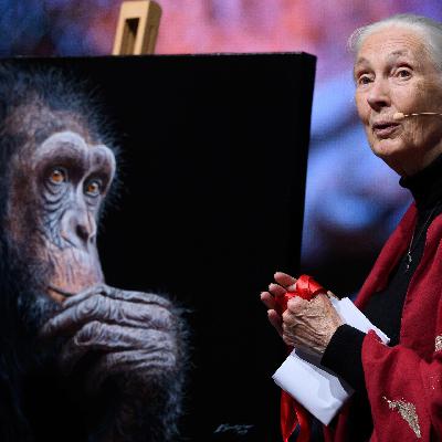 Kommentar zu Jane Goodall - Ihre Forschung wirkt nach