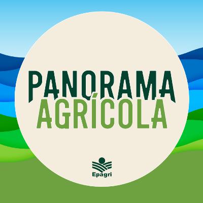 17 de outubro - Banana orgânica e biodinâmica