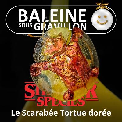 STRANGER SPECIES 7/12 : Le Scarabée tortue d'or, le plus beau ET le plus surprenant