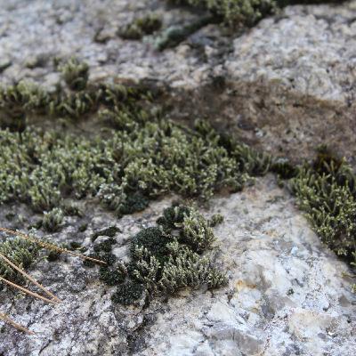 Ep. 567 - Moss Traits and More Ep. 567 - Moss Traits and More