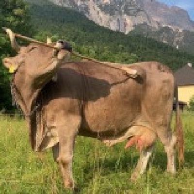 La vacas, el pene, malos pesticidas y Marie Lavoisier La vacas, el pene, malos pesticidas y Marie Lavoisier