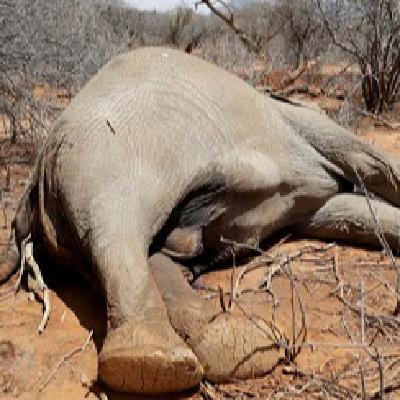 La sequía en Kenia, una emergencia sin fin