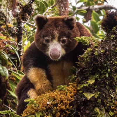 New Guinea, Part 5: 'Ghosts of the rainforest'