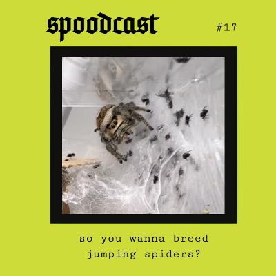 17 - So you wanna breed jumping spiders?