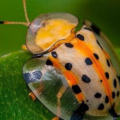 Biologia - Reino Animal - Invertebrados: Artrópodes - Os insetos.