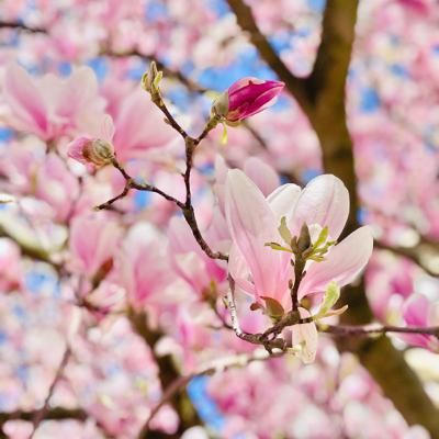 Hexensabbatspecial #4: Ostara Hexensabbatspecial #4: Ostara