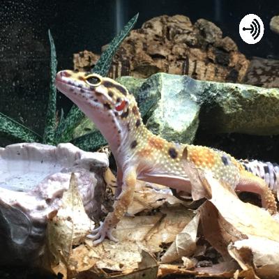 Pet Paradise Podcast  (Trailer)