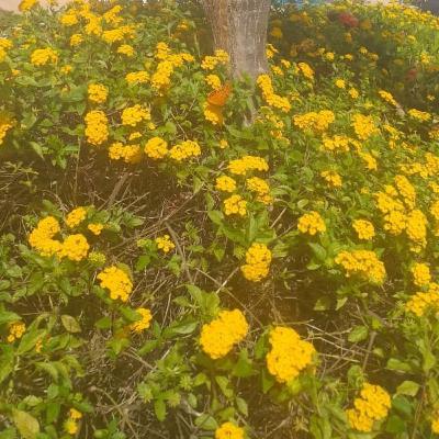 Um dia você aprende de Veronica Shoffstall