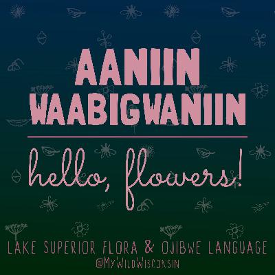 Oginiiwaabigwan: wild rose (Rosa blanda & our other wild rose species)