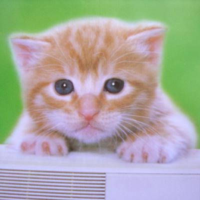 懒兔子医案分享:猫主子用中医治好了自家猫咪的尿路感染