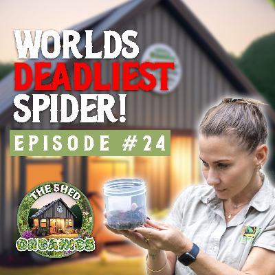 #24 - Working With The Worlds Deadliest Spider | Emma Teni [Australian Reptile Park]
