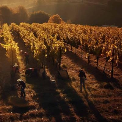 How Do Grapevine Leaves Adapt to Light? New Research Sheds Light on Plant Anatomy