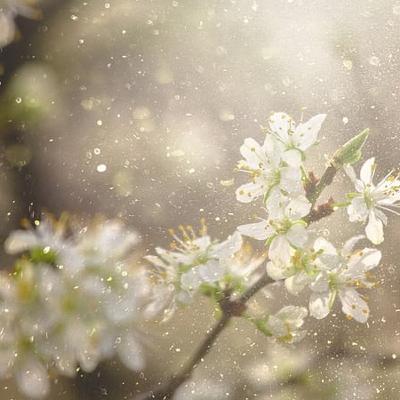 Seasonal allergies are back