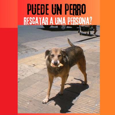 Puede un perro rescatar a una persona?