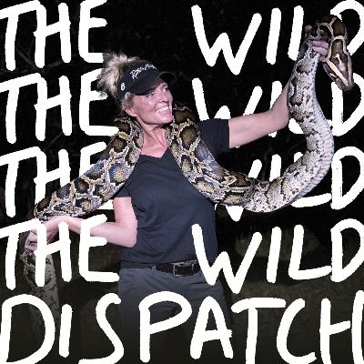 EP88: Fighting Giant Pythons (and populations) in Florida ↣ Amy Siewe