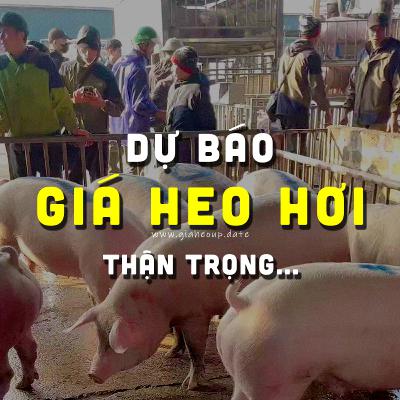 DỰ BÁO GIÁ HEO HƠI NGÀY MAI 12/1/2026 ▶ TĂNG MẠNH? ĐỘNG THÁI TỪ ÔNG LỚN CHĂN NUÔI... #GIAHEOHOI