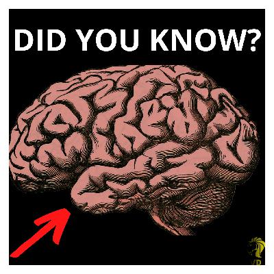 THIS IS HOW YOUR BRAIN WORKS - LISTEN NOW | INTERVIEW WITH TIM ASH
