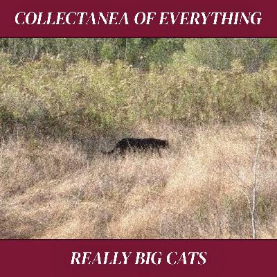 Ep. 13 | REALLY Big Cats